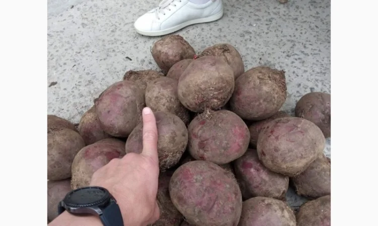 Покупка товарної картоплі від фермерів та постачальників - фото № 6