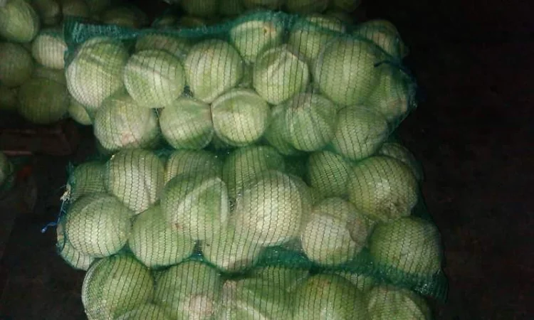 Покупка товарної картоплі від фермерів та постачальників - фото № 7