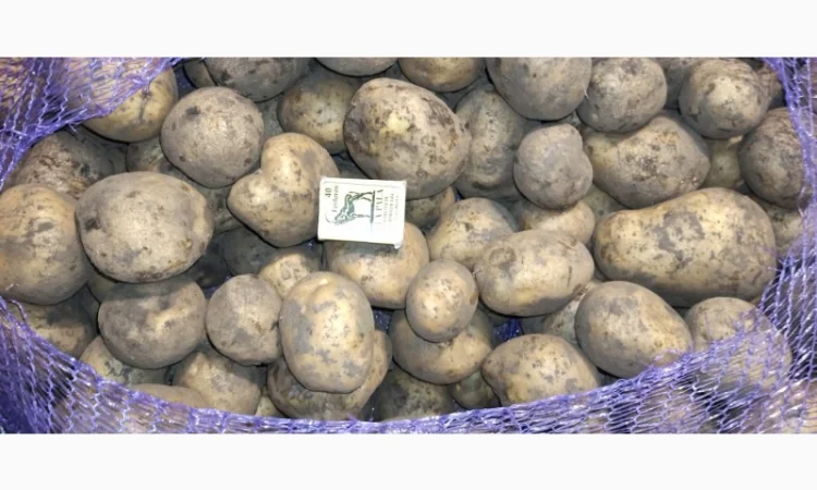 Картопля товарна сорту Мелоді, без посередників - фото № 2