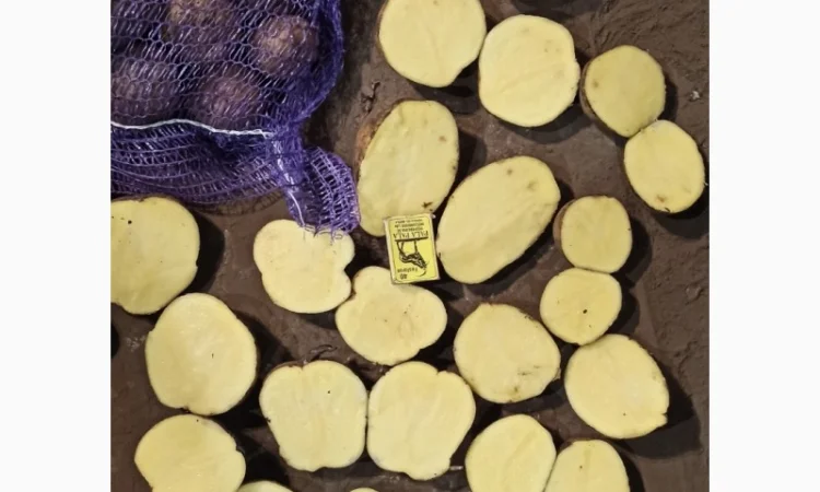 Картопля товарна сорту Мелоді, без посередників - фото № 3