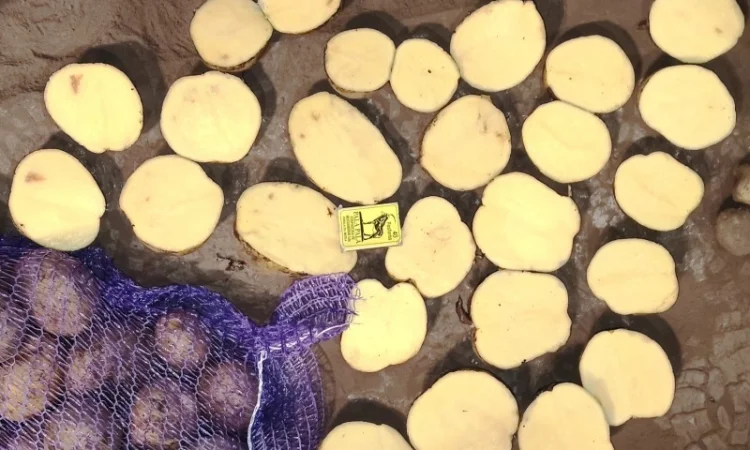 Картопля товарна сорту Мелоді, без посередників - фото № 4