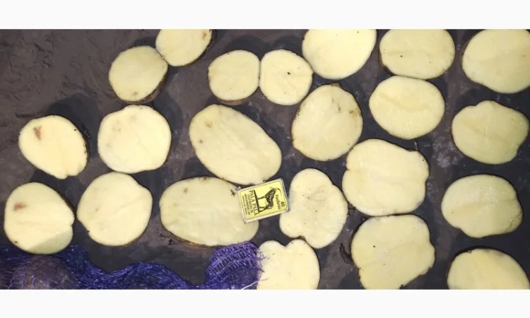 Картопля товарна сорту Мелоді, без посередників - фото № 5