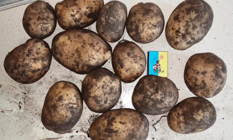 Картопля сорту Мелоді на продаж - фото № 3