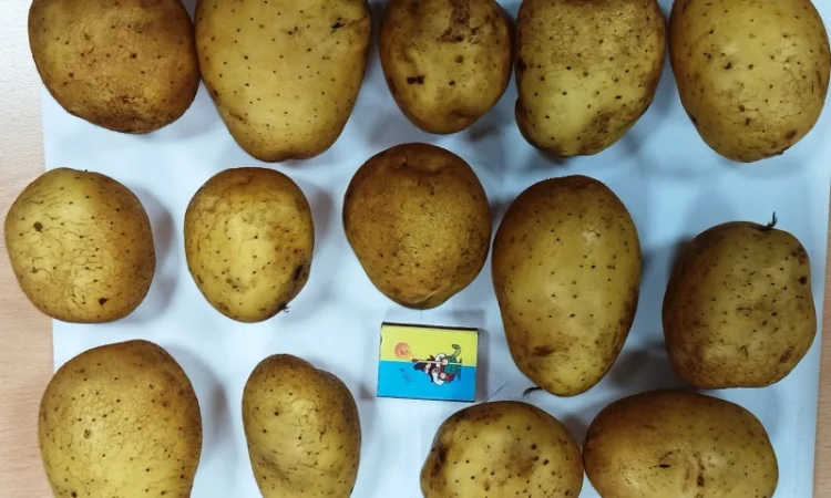 Картопля сорту Мелоді на продаж - фото № 4