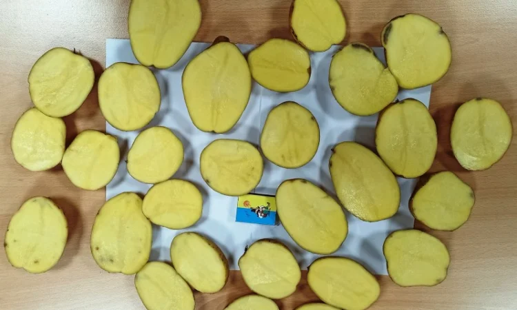 Картопля сорту Мелоді на продаж - фото № 5