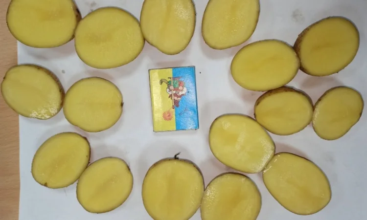 Картопля Мелоді, 1 репродукція, 35/45 - фото № 1