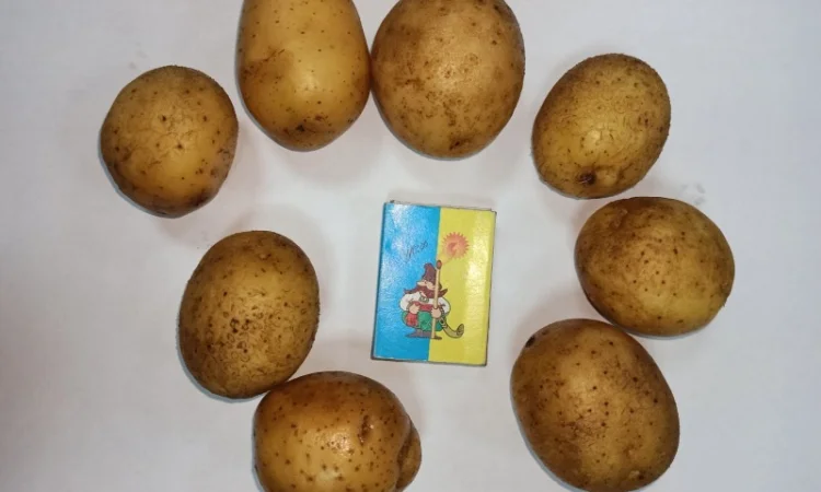 Картопля Мелоді, 1 репродукція, 35/45 - фото № 2