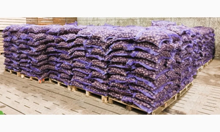 Картопля сорт Тоскана у продажу - фото № 3