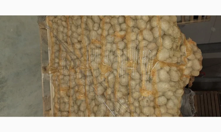 Картопля 5+ в сітках від польської компанії - фото № 1