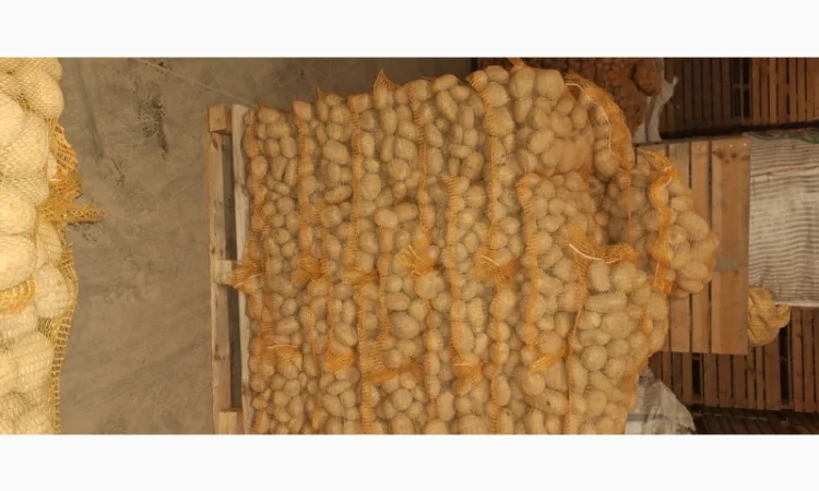 Картопля 5+ в сітках від польської компанії - фото № 4