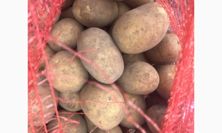 Картопля Коріна, імпорт Прибалтика - фото № 1