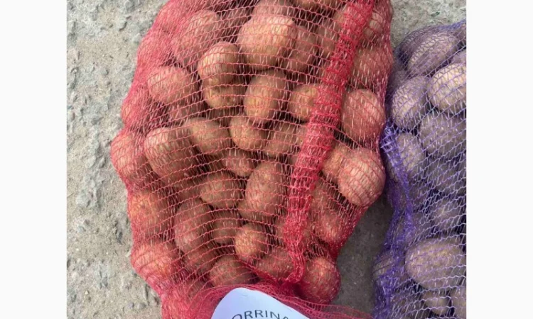 Картопля Коріна, імпорт Прибалтика - фото № 2