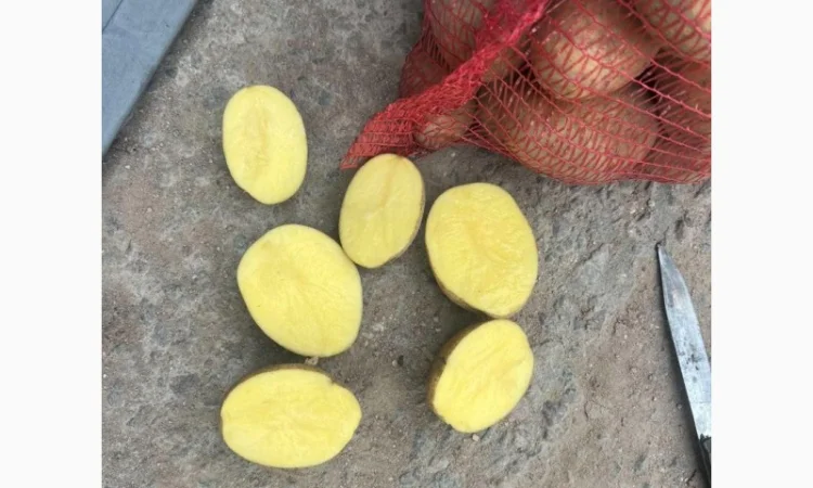 Картопля Коріна, імпорт Прибалтика - фото № 3