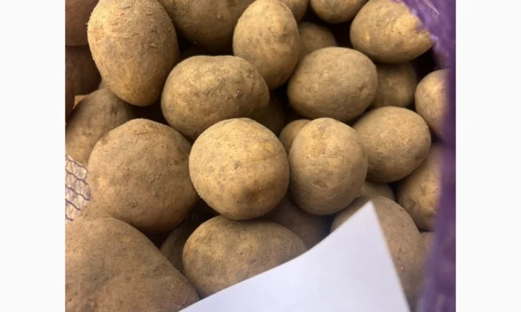 Картопля Мелоді імпорт Прибалтика - фото № 1