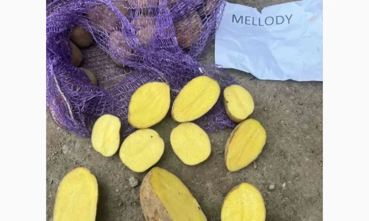 Картопля Мелоді імпорт Прибалтика - фото № 3