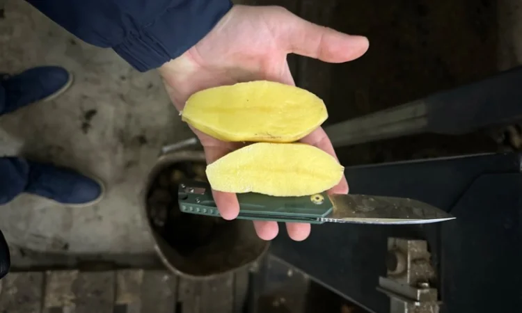 Закупівля картоплі для столових - фото № 1