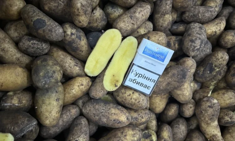 Закупівля картоплі для столових - фото № 2