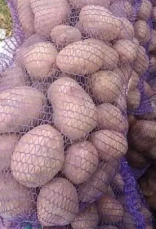 Продам товарный картофель сорта слов'янка - фото № 1