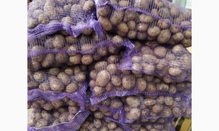 Продаж картоплі оптом - фото № 1