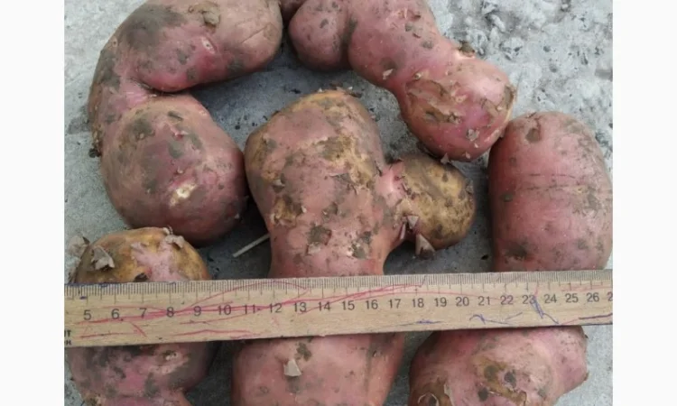 Оптовий продаж картоплі товарної - фото № 1