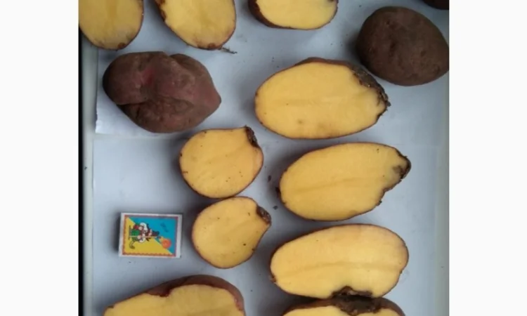 Оптовий продаж товарної картоплі - фото № 2