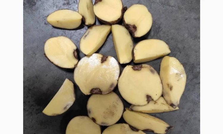 Оптовая продажа товарной картошки в Черкассах - фото № 3