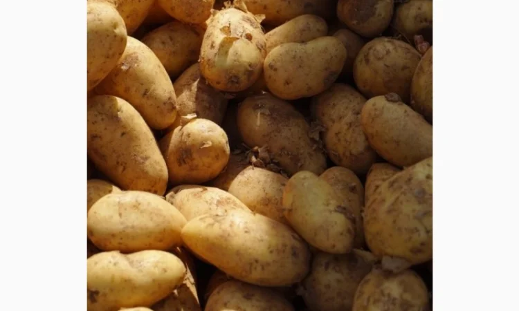 Картопля оптом різного калібру - фото № 1