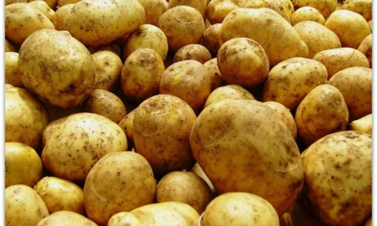 Картопля оптом, різні сорти та калібр - фото № 1