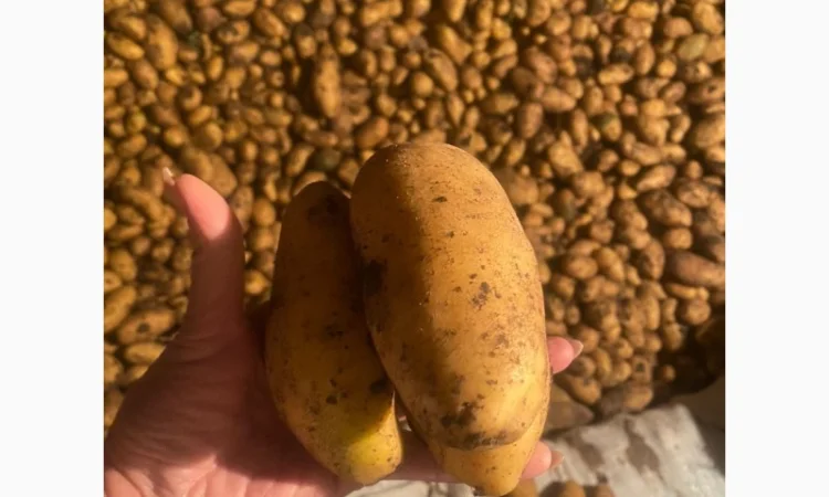 Картофель, Грузия, урожай 2024г. Самовывоз - фото № 2