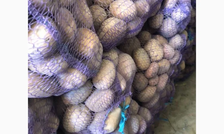 Продам домашнюю картошку Королева Анна белороса - фото № 1