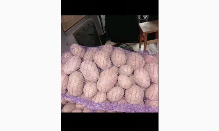 Продам домашнюю картошку Королева Анна белороса - фото № 3