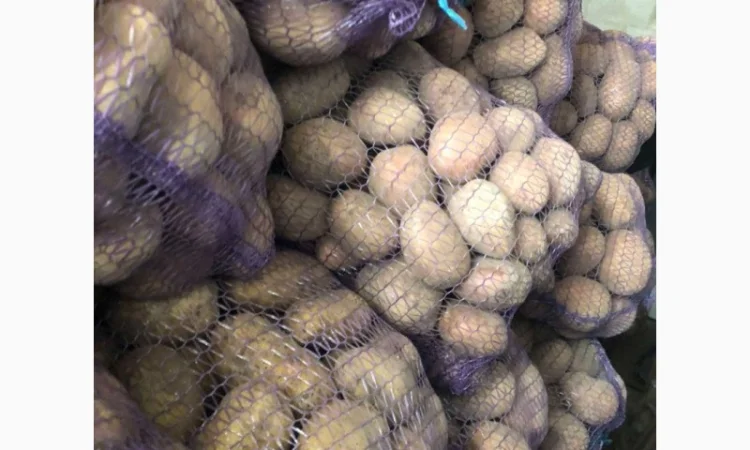 Продам домашнюю картошку Королева Анна белороса - фото № 4