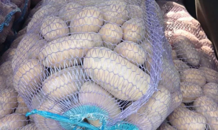 Продам домашнюю картошку Королева Анна белороса - фото № 5