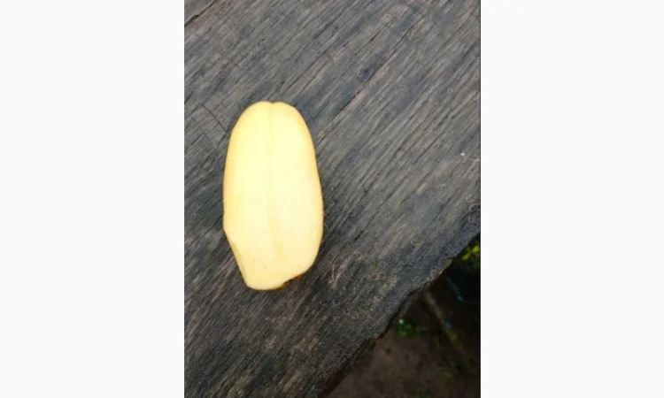 Продам домашнюю картошку Королева Анна белороса - фото № 6