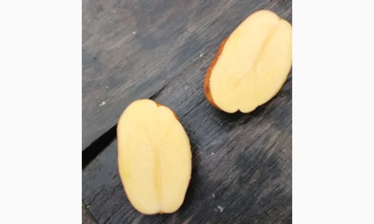 Продам домашнюю картошку Королева Анна белороса - фото № 7