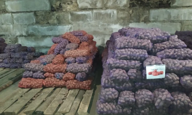 Продажа большого картофеля - фото № 1