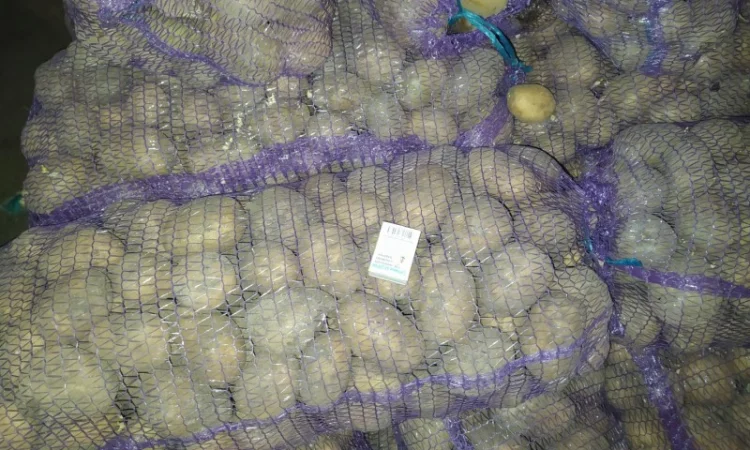 Продажа большого картофеля - фото № 2