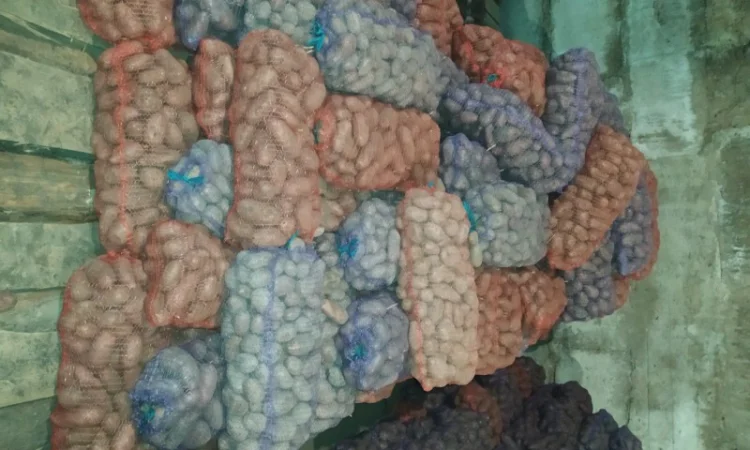 Продажа большого картофеля - фото № 3