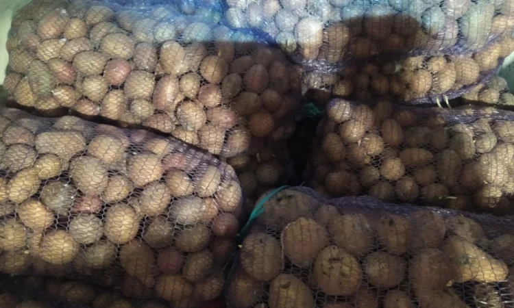 Продажа большого картофеля - фото № 5