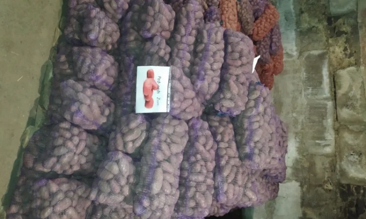 Продажа большого картофеля - фото № 7