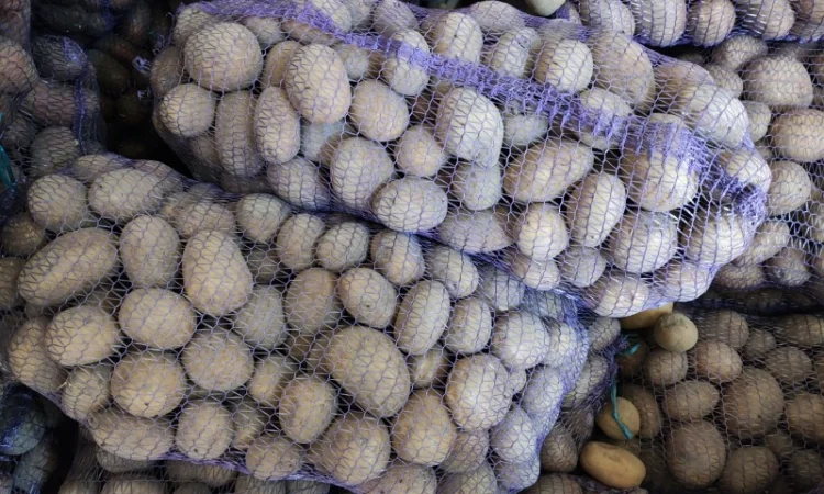 Велика картопля на продаж - фото № 1