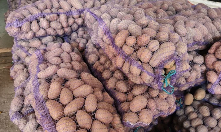 Велика картопля на продаж - фото № 2