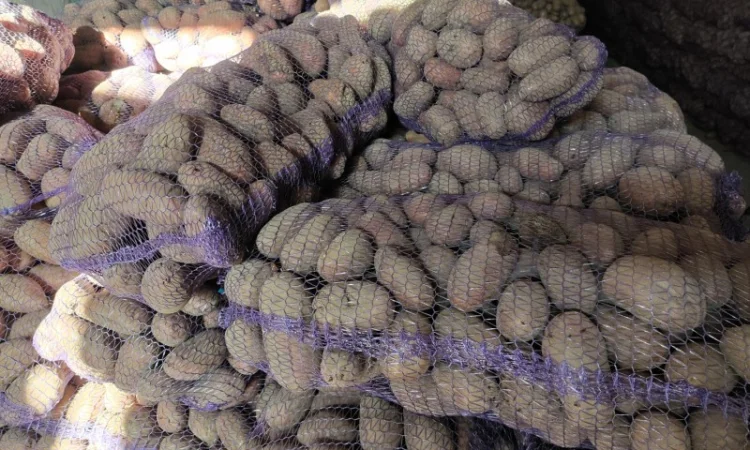 Велика картопля на продаж - фото № 3