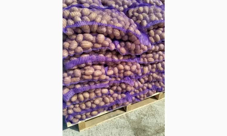 Продам насіннєву картоплю Королева Анна - фото № 1