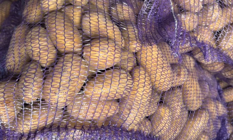 Куплю домашню та фермерську картоплю - фото № 2