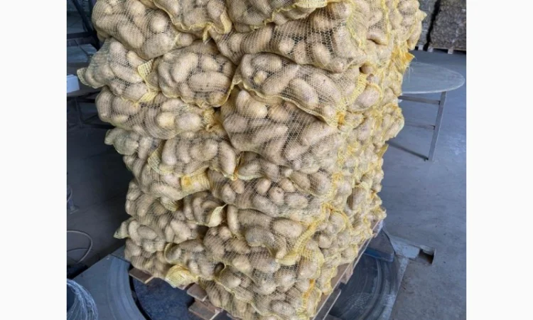 Продаж картоплі різних сортів - фото № 1