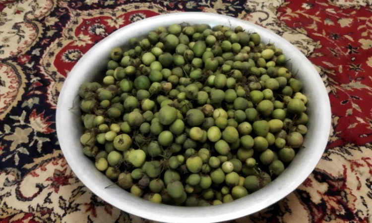 Насіння картоплі для посіву - фото № 5