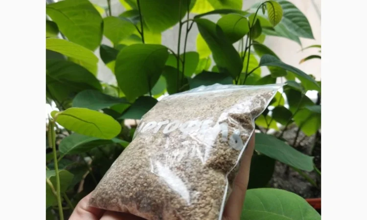 Насіння картоплі для посіву - фото № 2