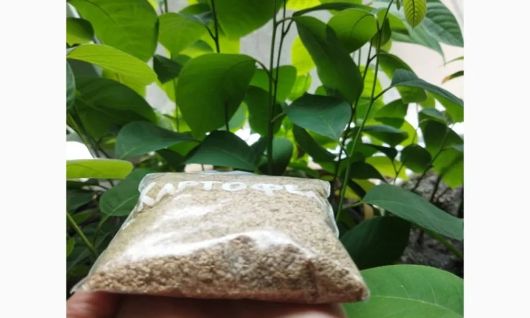 Насіння картоплі для посіву - фото № 3