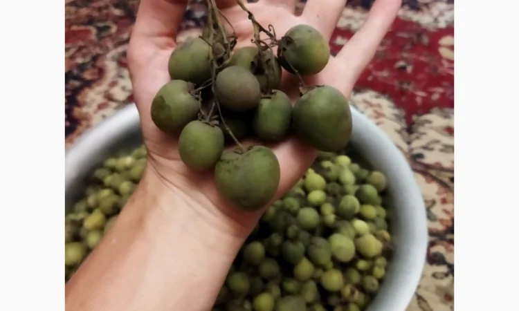 Насіння картоплі для посіву - фото № 4